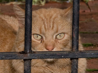 Hungry for squirrels.