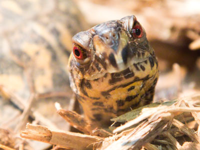 Same enclosure as May 1, 2015, but different occupant.