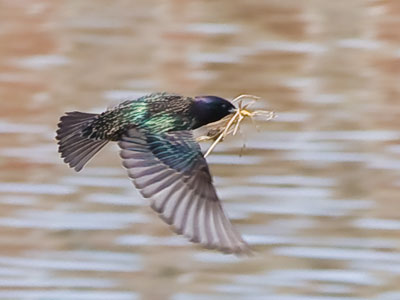 It`s nest-building time.