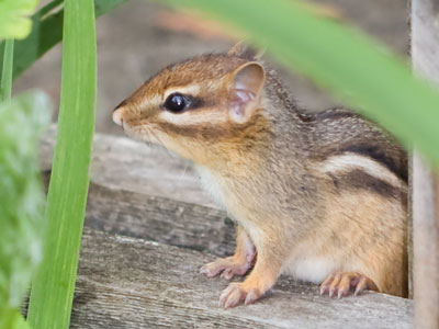 We played hide and seek for a while this morning.