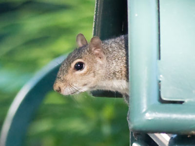 I sometimes see animals that other people can`t see.