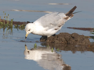 This is an example of why I get up early, go outside with my camera and stand silently for long periods of time.