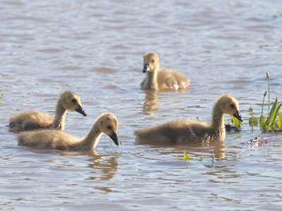 They`re at that awkward age.