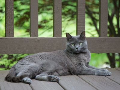 Unfortunately, it doesn`t work on cats.