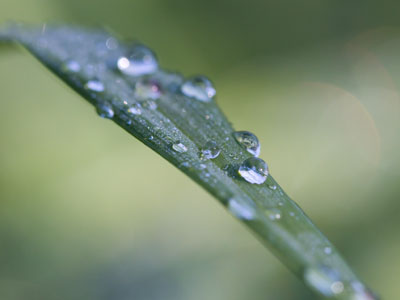 A quiet morning in the garden, completely by myself.