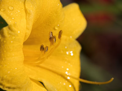 I didn`t see one bee this morning.