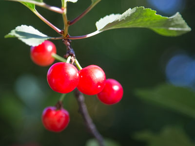 Where Luden`s cough drops come from.