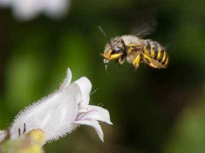 Doing what comes naturally.