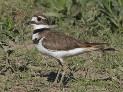 That was one uptight killdeer.