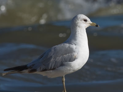 Beginning another day alone, completely self-reliant.  Oh, and here`s a picture of a gull.