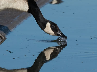 The gaggle stops to gargle.