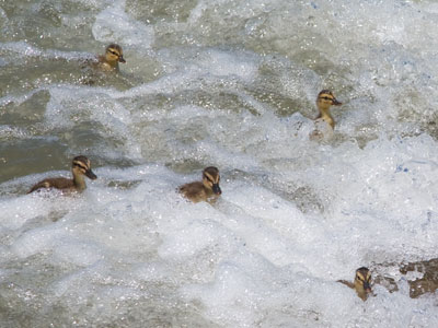 Yesterday`s ducklings got in over their heads, but all turned out well.