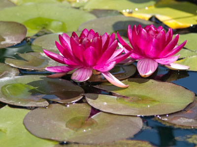 Hanging around the pond on a sunny Saturday.