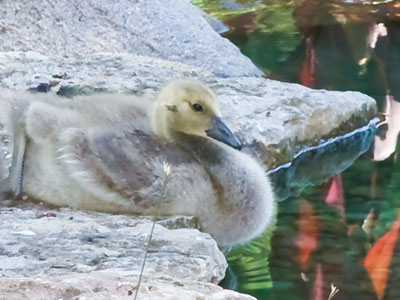 The adult geese eyed my suspiciously, so I stayed clear.