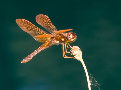 Oh, the things I had to do to get this shot.