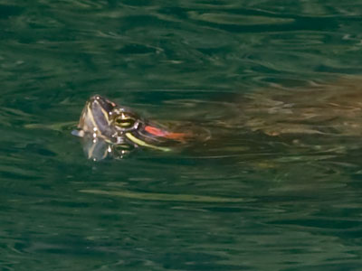 Let`s not forget this bashful pond dweller.