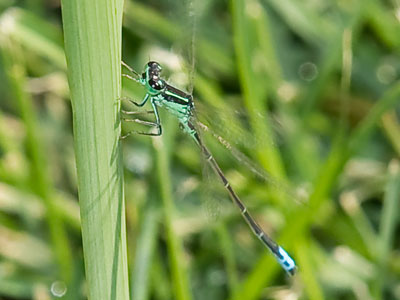 I always seem to have the wrong lens on the camera.