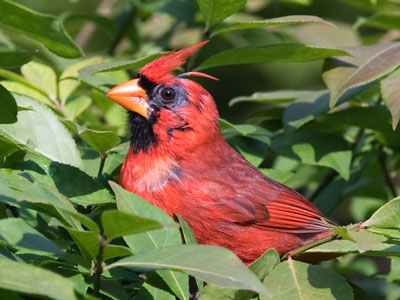 Beating the bushes hunting for cicadas.