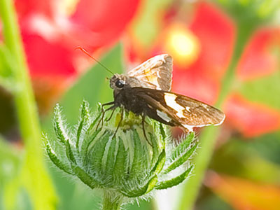 After I decided to leave, I saw this butterfly on a flower.