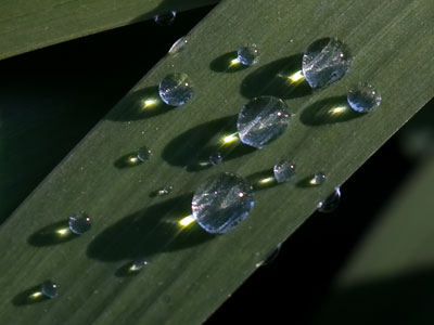 Glittering diamonds appear overnight free of charge.