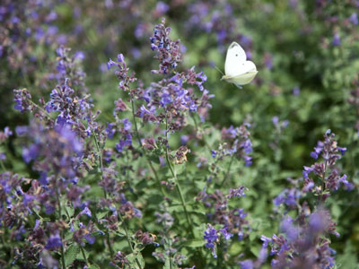 Among the paths to Eden.