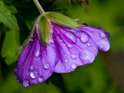 It didn`t rain, but the sprinkler was going full blast.