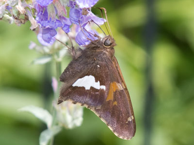 One last bug on the way to the parking lot.