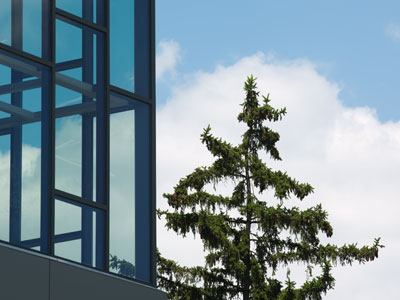 New library (left) and old tree (right).