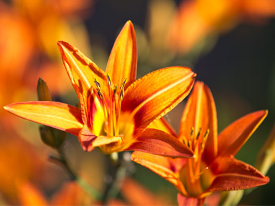 The orange glow of sunrise.