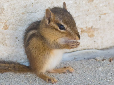 The city cousin of the chipmunk from May 28, 2016.