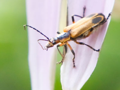 Look closely in the garden.