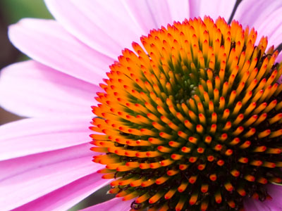 Native American tribes used the purple coneflower to treat colds, coughs, toothaches, boils and snake bites.