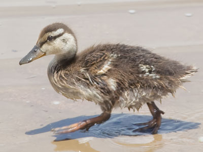 Apparently recovered from the harrowing incident (see June 2 above).