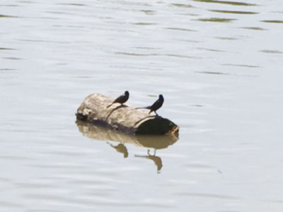 It`s the only way to travel.