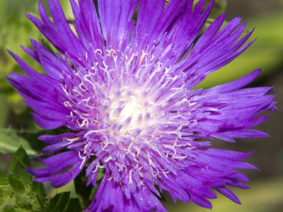 The fireworks show came early this year.