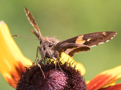 This photo took some perceptive observation, patience and sneakiness.  And $5,000 of equipment helped too.