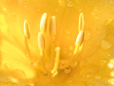 If I`m not lazy, I can get pictures of the morning dew.