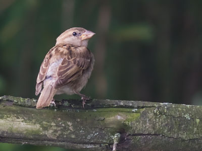 A bird on a branch is worth ten on a fence.