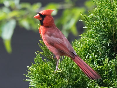 My ears heard a different cardinal, but my eyes found this one instead.
