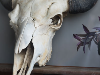 Most of them are not as obvious as this but, day after day, my pictures are full of memento mori.