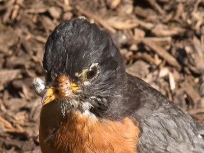Rustling up some grub.
