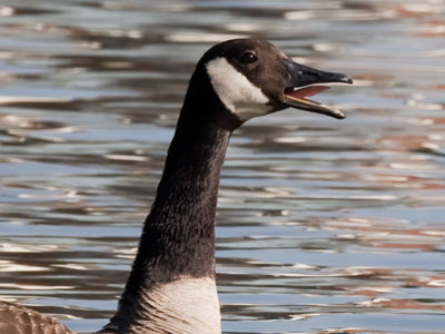 It was honking a warning about my approach.