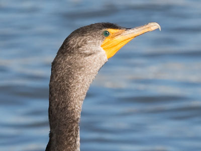 It`s not possible for a Great Cormorant to be in Ohio.
