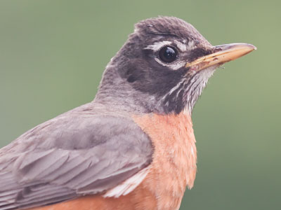 Close encounters of the bird kind.