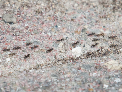 A million ants marched urgently from the left to the right.  A million ants marched urgently from the right to the left