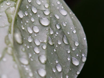 It rained today, and rained and rained.