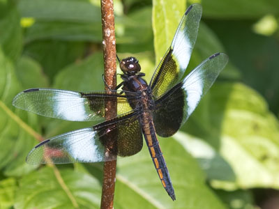 Dragonflies spend much of their time doing this.