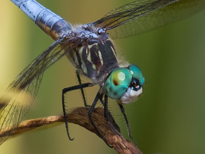 I had a bird lens on the camera, not a bug lens, but worked hard to get some nice closeups anyway.