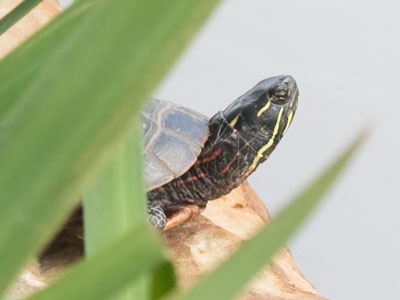 There were dragonfiles swirling around this turtle.