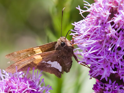 As I was taking this good picture, someone came up and started telling me where I could get good pictures.